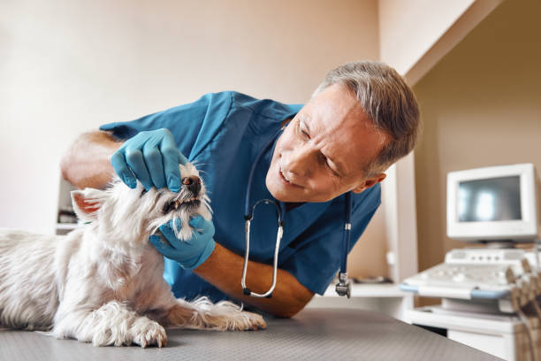 Best Pediatric Emergency Dentist in New Beaver, PA